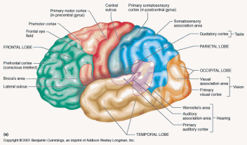 Cerebral Cortex; Insula of Reil